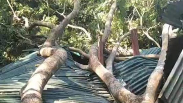 বরিশালে ঘূর্ণিঝড় সিত্রাংয়ের বিদ্যুতের লাইনের ওপর অসংখ্য গাছ পড়েছে