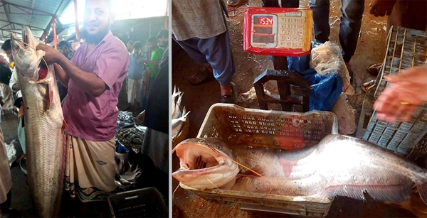 তেঁতুলিয়া নদীতে ধরা পড়লো ১৫ কেজির বোয়াল