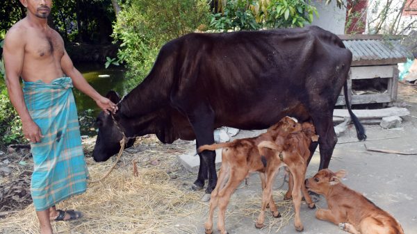 গৌরনদীতে এক গাভীর তিন বাছুর প্রসব
