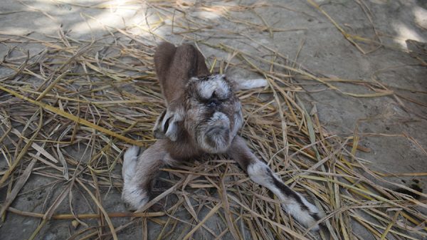 গৌরনদীতে অদ্ভুত ছাগল ছানা দেখতে উৎসুক জনতার ভিড়