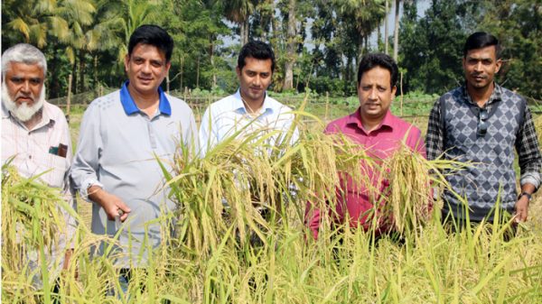গৌরনদীর মাহিলাড়ায় শস্য কর্তনের উদ্বোধন