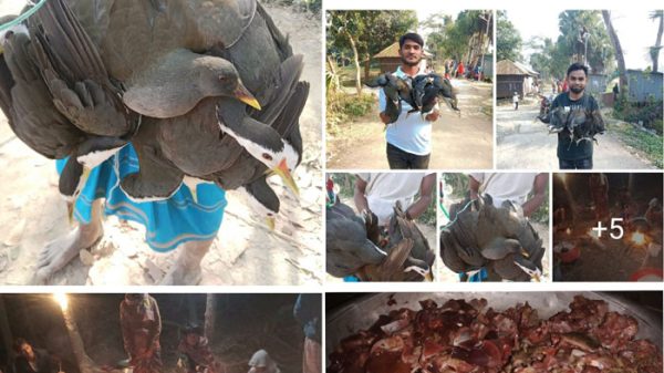 বাউফলে অতিথি পাখি দিয়ে বনভোজন!