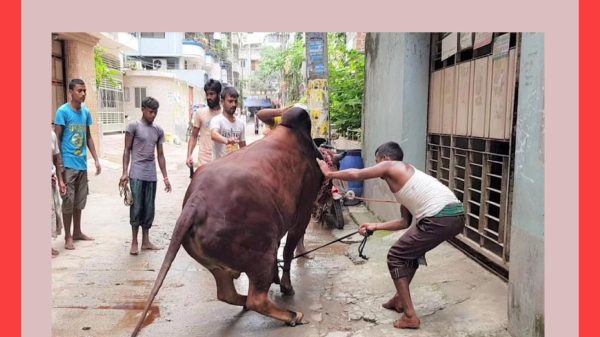 কোরবানি দিতে গিয়ে গরুর আক্রমণে আহত দেড় শতাধিক