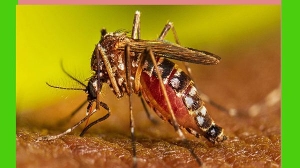 সব হাসপাতালে ডেঙ্গু কর্নার, মেডিকেল কলেজে ডেডিকেটেড ওয়ার্ড চালু