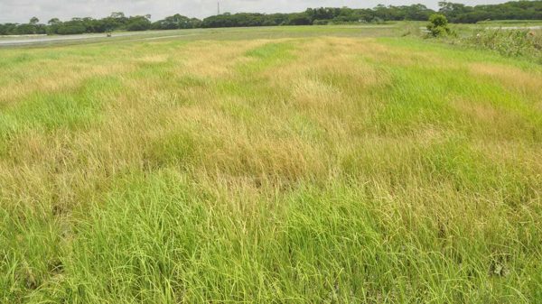 বাকেরগঞ্জের দাড়িয়াল ইউনিয়নের আতংক ভুমিদস্যু আলম খান