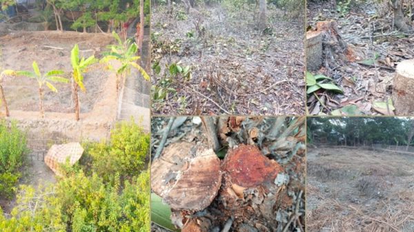 পাথরঘাটায় সংরক্ষিত বন উজার করে জমি দখল!