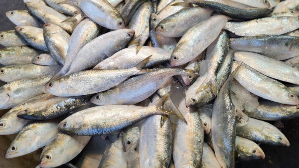 জাটকা ইলিশে সয়লাব স্বরূপকাঠি